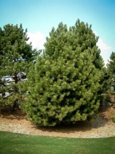 Сосна Чёрная (Pinus Nigra) купить по цене от 270.00р. в интернет-магазине «Посадика» с доставкой почтой в в Костромае и по всей России – [изображение №1].