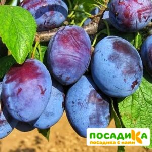 Слива Чачакская ранняя купить по цене от 229.00р. в интернет-магазине «Посадика» с доставкой почтой в в Костромае и по всей России – [изображение №1].