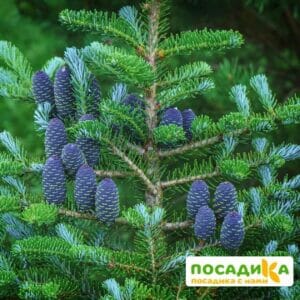 Пихта корейская (Abies koreana) купить по цене от 450.00р. в интернет-магазине «Посадика» с доставкой почтой в в Костромае и по всей России – [изображение №1].