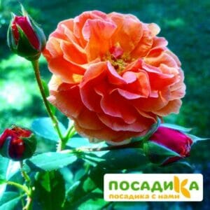 Роза Арабия купить по цене от 350.00р. в интернет-магазине «Посадика» с доставкой почтой в в Костромае и по всей России – [изображение №1].