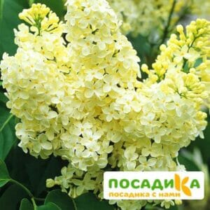 Сирень Примроуз (Primrose) купить по цене от 529.00р. в интернет-магазине «Посадика» с доставкой почтой в в Костромае и по всей России – [изображение №1].