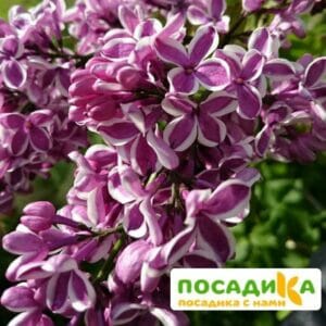 Сирень Сенсация купить по цене от 529.00р. в интернет-магазине «Посадика» с доставкой почтой в в Костромае и по всей России – [изображение №1].