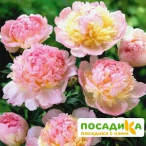 Пион Распберри Сандей (Paeonia Raspberry Sundae) купить по цене от 959р. в интернет-магазине «Посадика» с доставкой почтой в в Костромае и по всей России – [изображение №1].