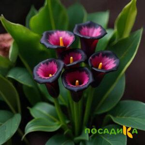Калла Аура Лейс купить по цене от 400р. в интернет-магазине «Посадика» с доставкой почтой в в Костромае и по всей России – [изображение №1].