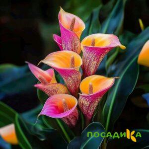 Калла Оникс купить по цене от 450р. в интернет-магазине «Посадика» с доставкой почтой в в Костромае и по всей России – [изображение №1].