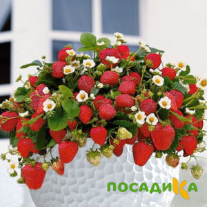 Клубника Рубиновый Шепот (горшечная) купить по цене от 240р. в интернет-магазине «Посадика» с доставкой почтой в в Костромае и по всей России – [изображение №1].