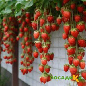 Клубника вьющаяся Комплимент купить по цене от 470р. в интернет-магазине «Посадика» с доставкой почтой в в Костромае и по всей России – [изображение №1].