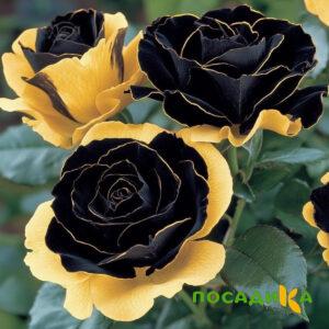 Роза Ханни Сикл купить по цене от 700р. в интернет-магазине «Посадика» с доставкой почтой в в Костромае и по всей России – [изображение №1].