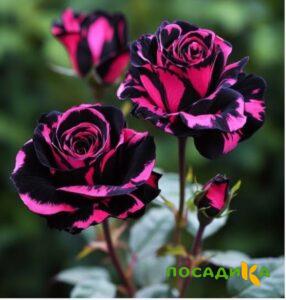 Роза Багровый Шепот купить по цене от 366р. в интернет-магазине «Посадика» с доставкой почтой в в Костромае и по всей России – [изображение №1].