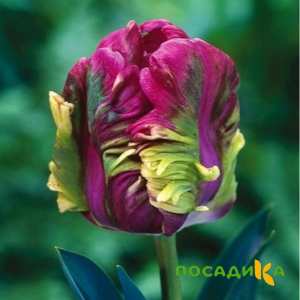 Тюльпан Экзотик Хэвен купить по цене от 186р. в интернет-магазине «Посадика» с доставкой почтой в в Костромае и по всей России – [изображение №1].