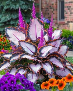 Хоста Кримэн Дрим купить по цене от 549р. в интернет-магазине «Посадика» с доставкой почтой в в Костромае и по всей России – [изображение №1].