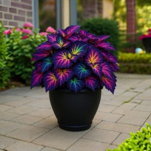 Хоста Фрости Блю купить по цене от 389р. в интернет-магазине «Посадика» с доставкой почтой в в Костромае и по всей России – [изображение №1].