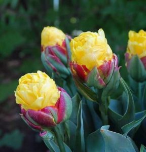 Тюльпан Айс Крим Банана купить по цене от 360р. в интернет-магазине «Посадика» с доставкой почтой в в Костромае и по всей России – [изображение №1].