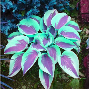 Хоста Висперин Бьюти купить по цене от 379р. в интернет-магазине «Посадика» с доставкой почтой в в Костромае и по всей России – [изображение №1].