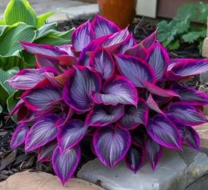 Хоста Сикрет Гарденс купить по цене от 549р. в интернет-магазине «Посадика» с доставкой почтой в в Костромае и по всей России – [изображение №1].